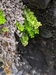 Galium tarokoense