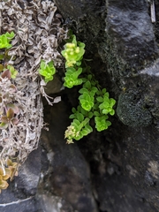 Galium tarokoense