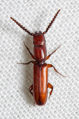 Taphroscelidia linearis