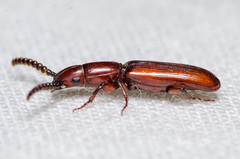 Taphroscelidia linearis