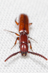 Taphroscelidia linearis