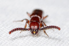 Taphroscelidia linearis