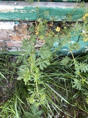 Potentilla tobolensis