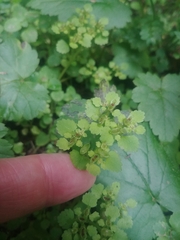 Chrysosplenium glechomifolium