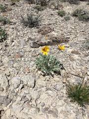 Enceliopsis nudicaulis