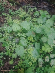 Chrysosplenium glechomifolium