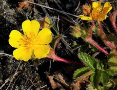Potentilla stolonifera