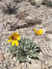 Enceliopsis nudicaulis