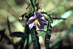 Solanum vescum