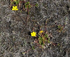 Potentilla stolonifera