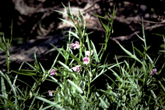 Solanum vescum