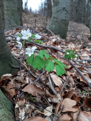 Isopyrum thalictroides