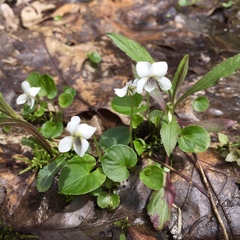 Viola macloskeyi
