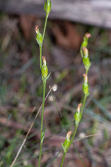 Pterostylis rubescens