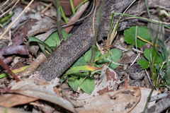 Pterostylis rubescens