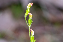Pterostylis rubescens
