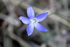 Wahlenbergia luteola