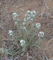 Oreocarya spiculifera