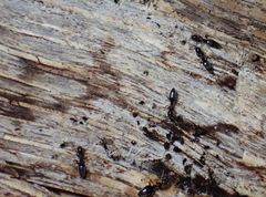 Technomyrmex vitiensis