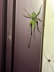 Pediodectes haldemanii