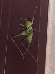 Pediodectes haldemanii