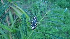 Trenetica lacrymans