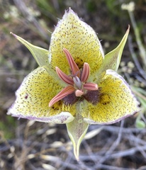 Calochortus weedii intermedius