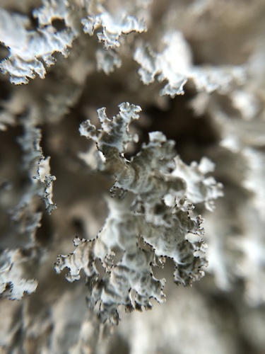 Crinkled Snow Lichen
