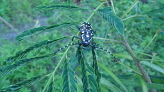 Trenetica lacrymans