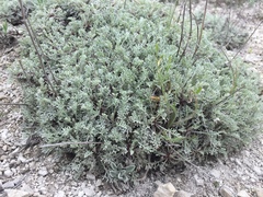 Artemisia hololeuca