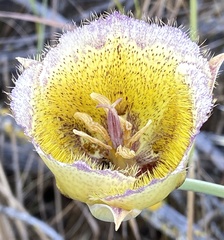 Calochortus weedii intermedius