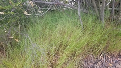 Agrostis pallens