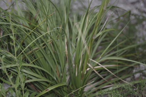 Nolina lindheimeriana