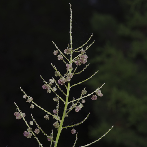Nolina lindheimeriana