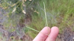 Agrostis pallens