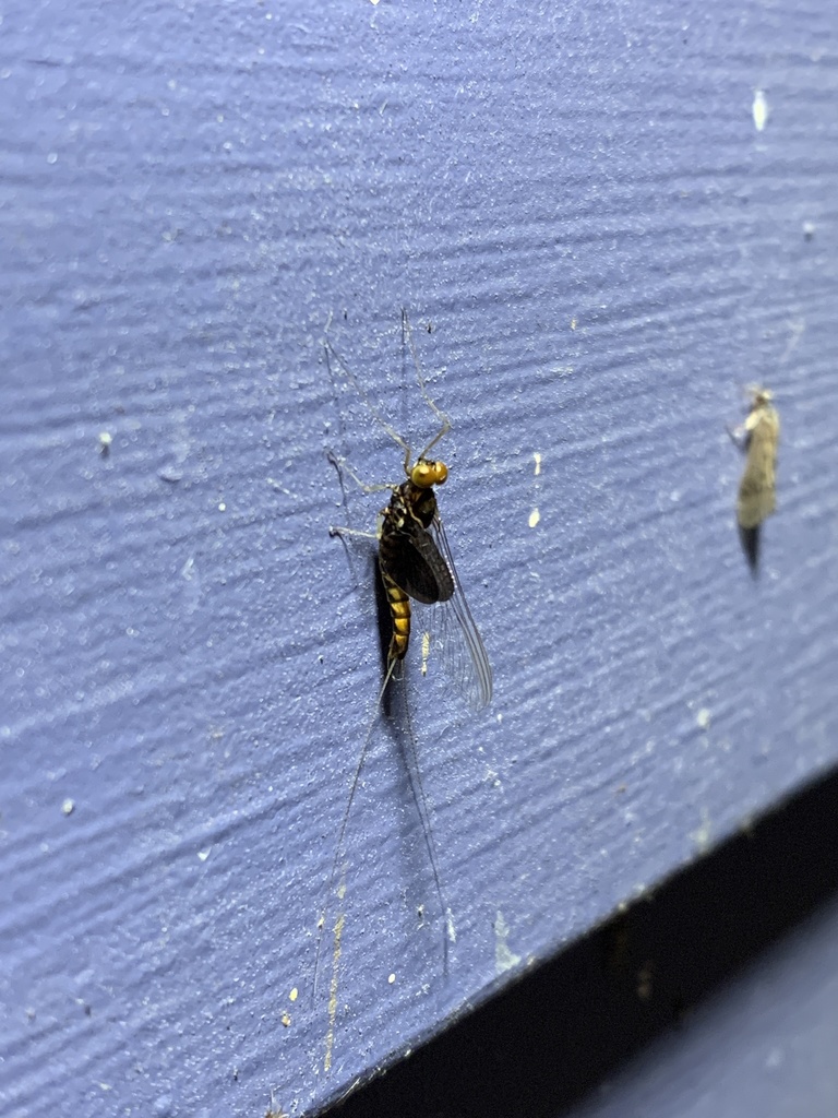 Siphlonurus mirus