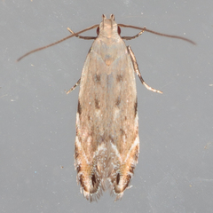 Battaristis nigratomella