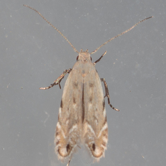 Battaristis nigratomella