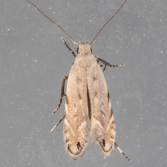 Battaristis nigratomella