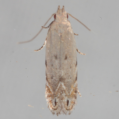 Battaristis nigratomella