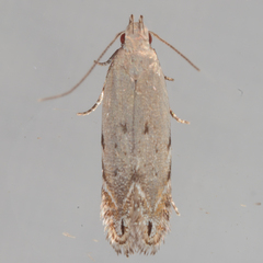 Battaristis nigratomella