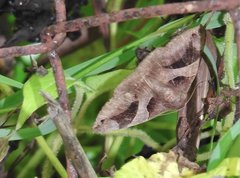 Bastilla arcuata