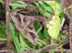 Bastilla arcuata