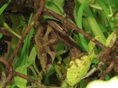 Bastilla arcuata
