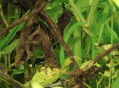 Bastilla arcuata