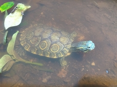 Trachemys venusta iversoni