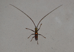 Olenecamptus bilobus