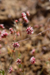 Eriogonum maculatum