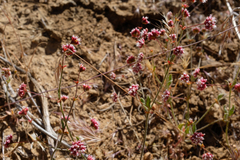 Eriogonum maculatum