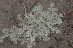 Artemisia pycnocephala
